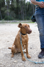 CARLA, Hund, Mischlingshund in Spanien - Bild 10