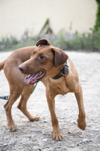 CARLA, Hund, Mischlingshund in Spanien - Bild 3