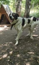 BLUE, Hund, Mischlingshund in Bulgarien - Bild 1