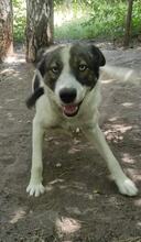 BLUE, Hund, Mischlingshund in Bulgarien - Bild 2
