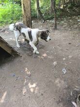 BLUE, Hund, Mischlingshund in Bulgarien - Bild 4