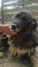 SHONA, Hund, Mischlingshund in Bulgarien - Bild 3