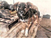 ABBA, Hund, Mischlingshund in Rumänien - Bild 10