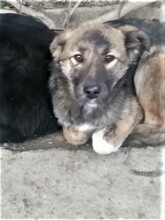 ABBA, Hund, Mischlingshund in Rumänien - Bild 12