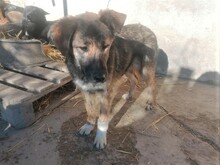 ABBA, Hund, Mischlingshund in Rumänien - Bild 14
