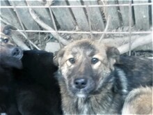 ABBA, Hund, Mischlingshund in Rumänien - Bild 16