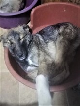 ABBA, Hund, Mischlingshund in Rumänien - Bild 3