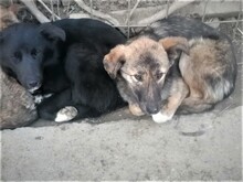 ABBA, Hund, Mischlingshund in Rumänien - Bild 9