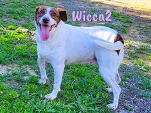 WICCA2, Hund, Mischlingshund in Spanien - Bild 1