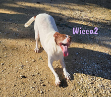 WICCA2, Hund, Mischlingshund in Spanien - Bild 2