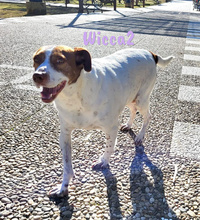 WICCA2, Hund, Mischlingshund in Spanien - Bild 3