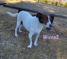 WICCA2, Hund, Mischlingshund in Spanien - Bild 4