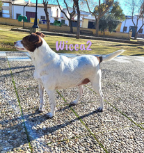 WICCA2, Hund, Mischlingshund in Spanien - Bild 5