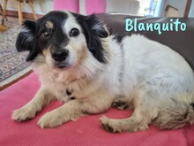 BLANQUITO, Hund, Mischlingshund in Iserlohn - Bild 1