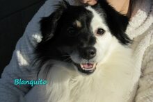 BLANQUITO, Hund, Mischlingshund in Iserlohn - Bild 10
