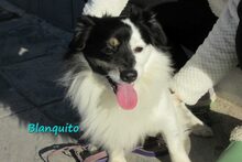 BLANQUITO, Hund, Mischlingshund in Iserlohn - Bild 11
