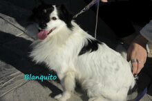 BLANQUITO, Hund, Mischlingshund in Iserlohn - Bild 12