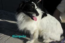 BLANQUITO, Hund, Mischlingshund in Iserlohn - Bild 13
