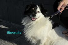 BLANQUITO, Hund, Mischlingshund in Iserlohn - Bild 14