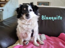 BLANQUITO, Hund, Mischlingshund in Iserlohn - Bild 2