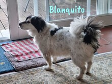 BLANQUITO, Hund, Mischlingshund in Iserlohn - Bild 3