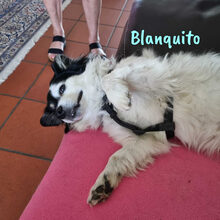 BLANQUITO, Hund, Mischlingshund in Iserlohn - Bild 4