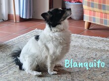 BLANQUITO, Hund, Mischlingshund in Iserlohn - Bild 5