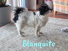 BLANQUITO, Hund, Mischlingshund in Iserlohn - Bild 6