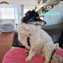 BLANQUITO, Hund, Mischlingshund in Iserlohn - Bild 7
