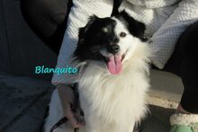 BLANQUITO, Hund, Mischlingshund in Iserlohn - Bild 8