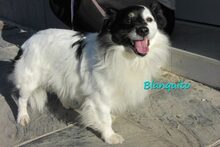 BLANQUITO, Hund, Mischlingshund in Iserlohn - Bild 9