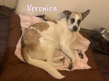VERONICA, Hund, Mischlingshund in Spanien - Bild 1