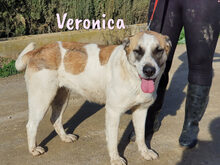 VERONICA, Hund, Mischlingshund in Spanien - Bild 2