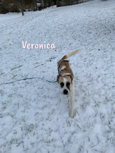 VERONICA, Hund, Mischlingshund in Spanien - Bild 3