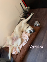 VERONICA, Hund, Mischlingshund in Spanien - Bild 4