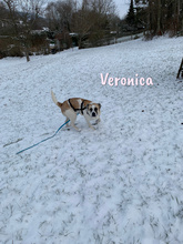 VERONICA, Hund, Mischlingshund in Spanien - Bild 5