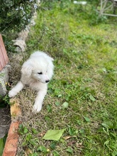 BELLA, Hund, Maremma Abruzzenhund in Italien - Bild 4