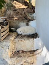 BELLA, Hund, Maremma Abruzzenhund in Italien - Bild 7