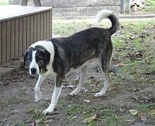 KUPIDON, Hund, Mischlingshund in Großröhrsdorf - Bild 3