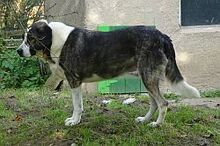 KUPIDON, Hund, Mischlingshund in Großröhrsdorf - Bild 4