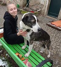 KUPIDON, Hund, Mischlingshund in Großröhrsdorf - Bild 6