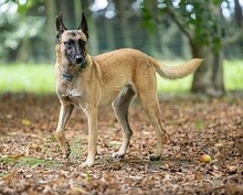 MALU, Hund, Mischlingshund in Großröhrsdorf - Bild 1