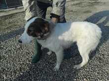 PONYO, Hund, Collie-Border Collie-Mix in Rumänien - Bild 4