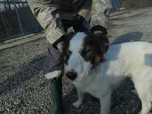 PONYO, Hund, Collie-Border Collie-Mix in Rumänien - Bild 5