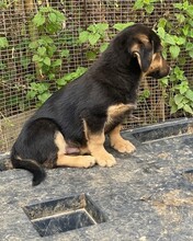MURPHY, Hund, Mischlingshund in Italien - Bild 2