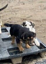 MURPHY, Hund, Mischlingshund in Italien - Bild 3