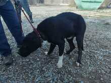 PIRO, Hund, Boxer-Labrador-Mix in Rumänien - Bild 3