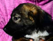 SHAKIRA, Hund, Mischlingshund in Rumänien - Bild 2