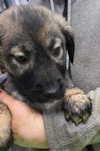 SHAKIRA, Hund, Mischlingshund in Rumänien - Bild 5