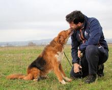 ONIRO, Hund, Mischlingshund in Italien - Bild 11